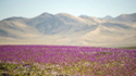 Atacama: Blumenmeer